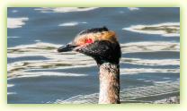 Close up of a Horned Grebe showing breeding plumage at the Belmar Marina, NJ.