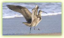 Whimbrel taking flight on the north beach at Sandy Hook, NJ.