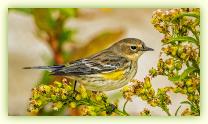 Yellow-rumped Warbler in fall at Sandy Hook.