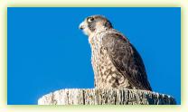 Peregrine Falcon atop a utility pole at Sandy Hook's Parking Lot B.