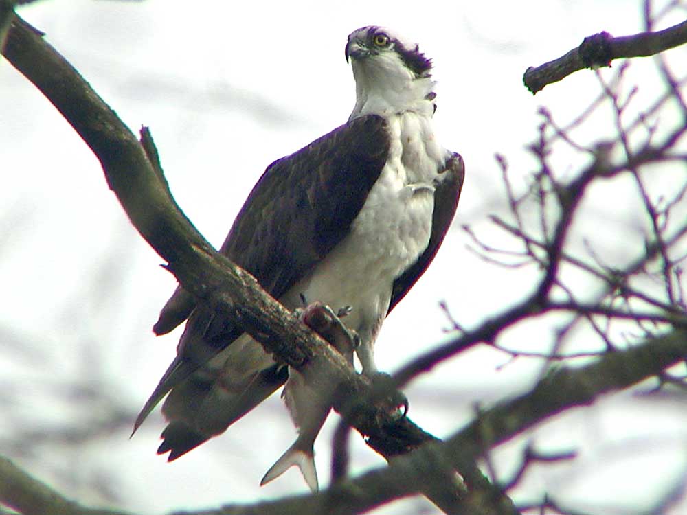 bird osprey