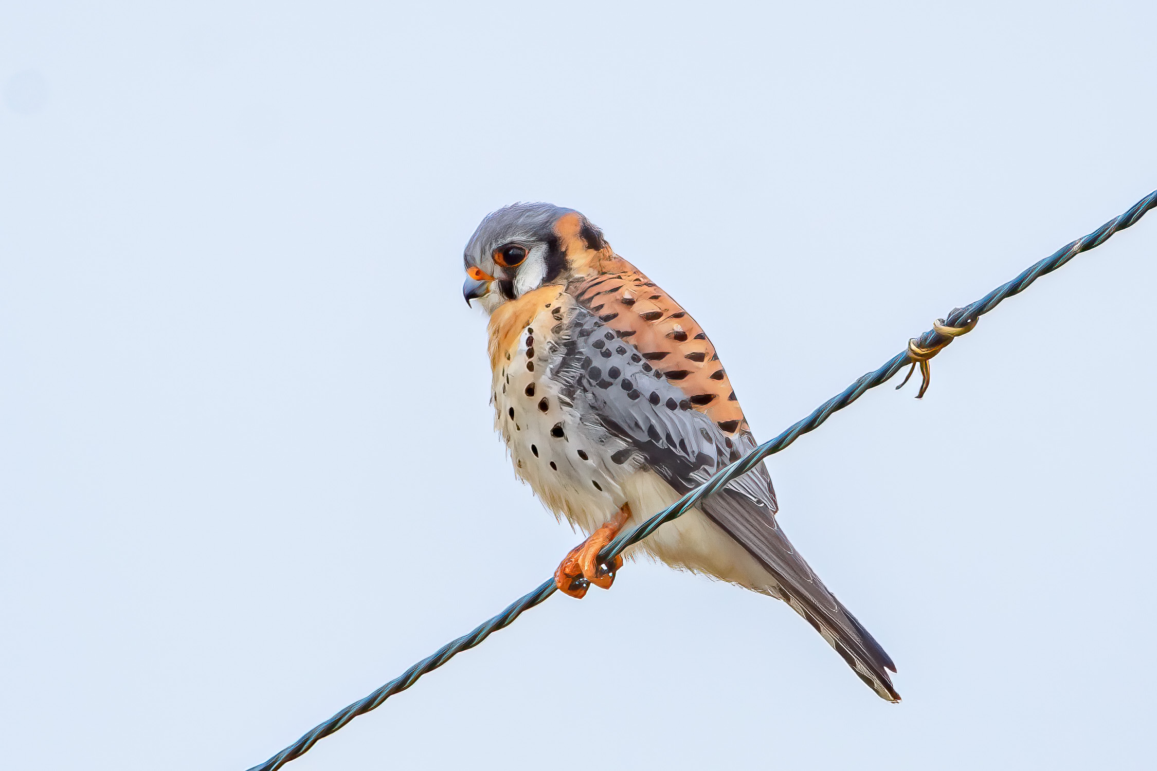 Common Loon in breeding plumage at Manasquan Inlet