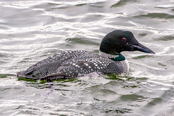 Common Loon in breeding plumage at Manasquan Inlet
