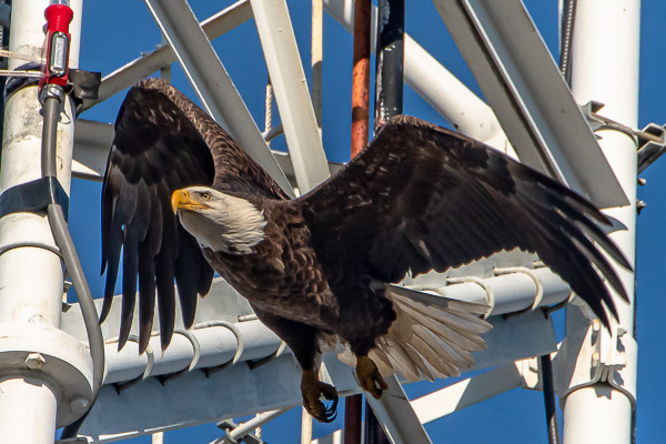 Hawks & Vultures category image