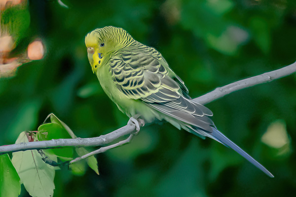 Hawks & Vultures category image