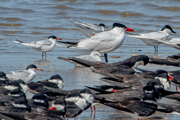 Hawks & Vultures category image