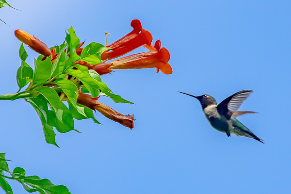 Hawks & Vultures category image