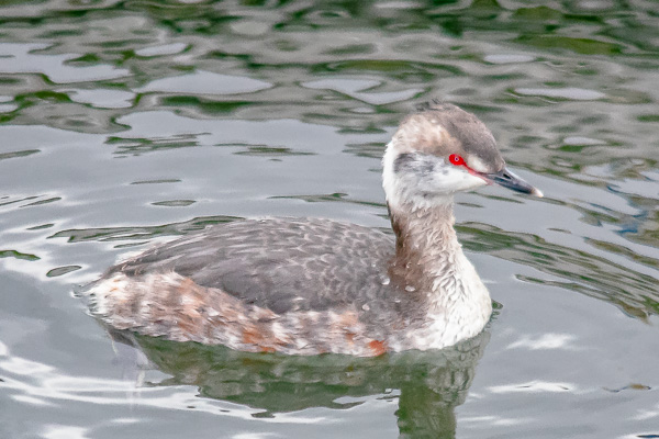 Red-throated Loon; first encounter on Deal Lake.