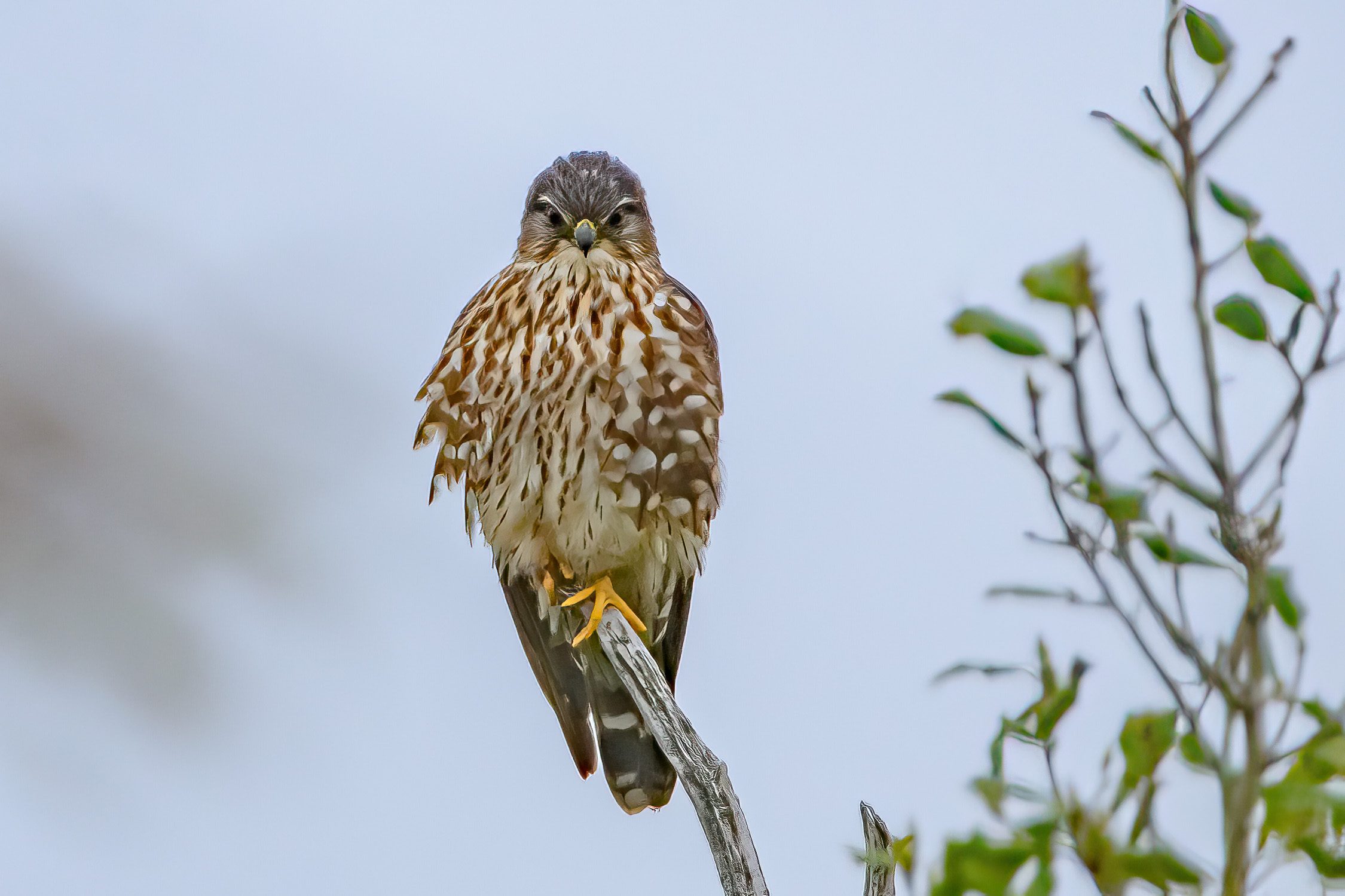 Red-throated Loon; first encounter on Deal Lake.
