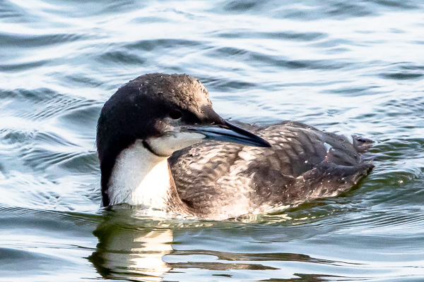 Pacific Loon on waters of Manasquan Inlet