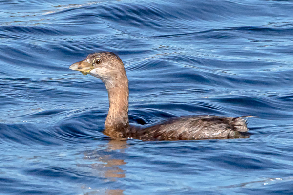 Common Loon in breeding plumage at Manasquan Inlet