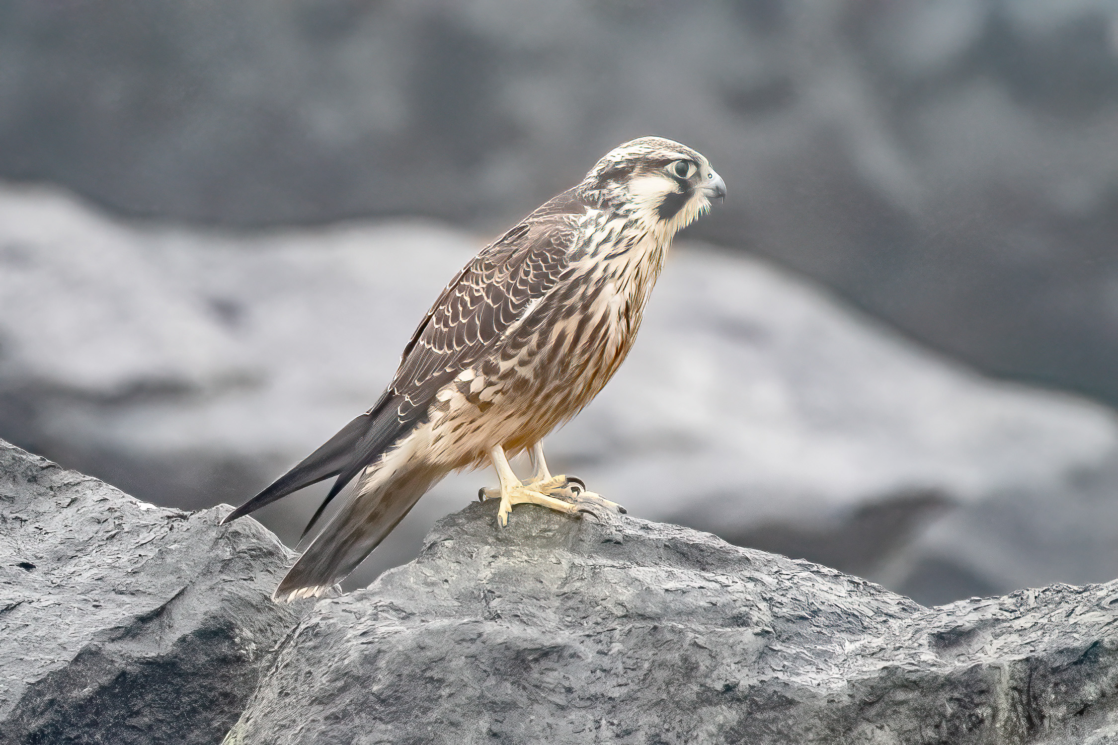 Juvenile Peregrine Falcon on rocks at Allenhurst