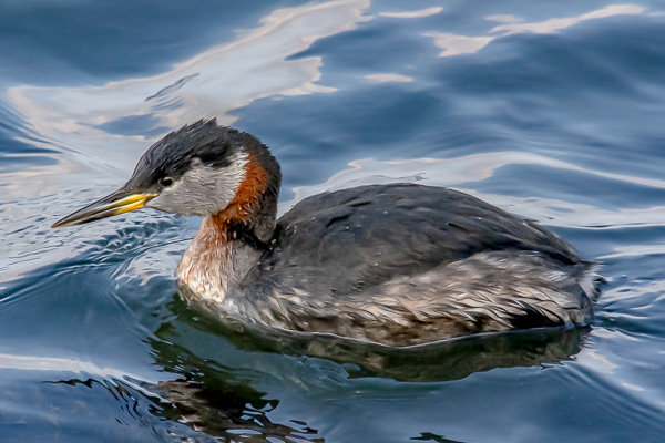 Pacific Loon on waters of Manasquan Inlet