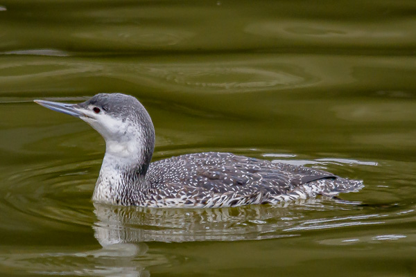 Red-throated Loon; first encounter on Deal Lake.