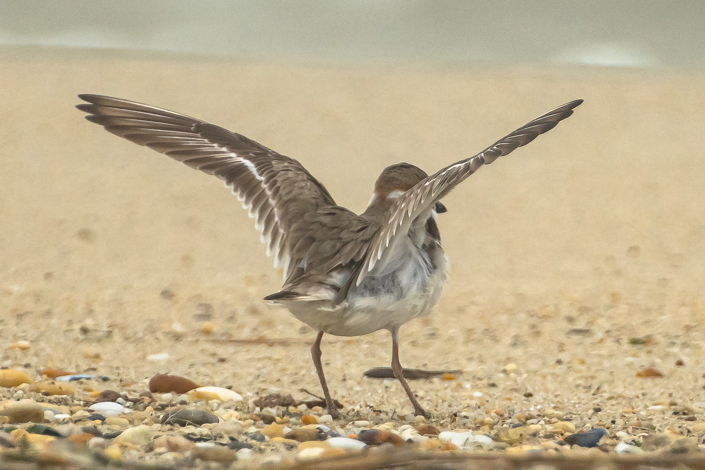 Wilson's Plover with wings up.