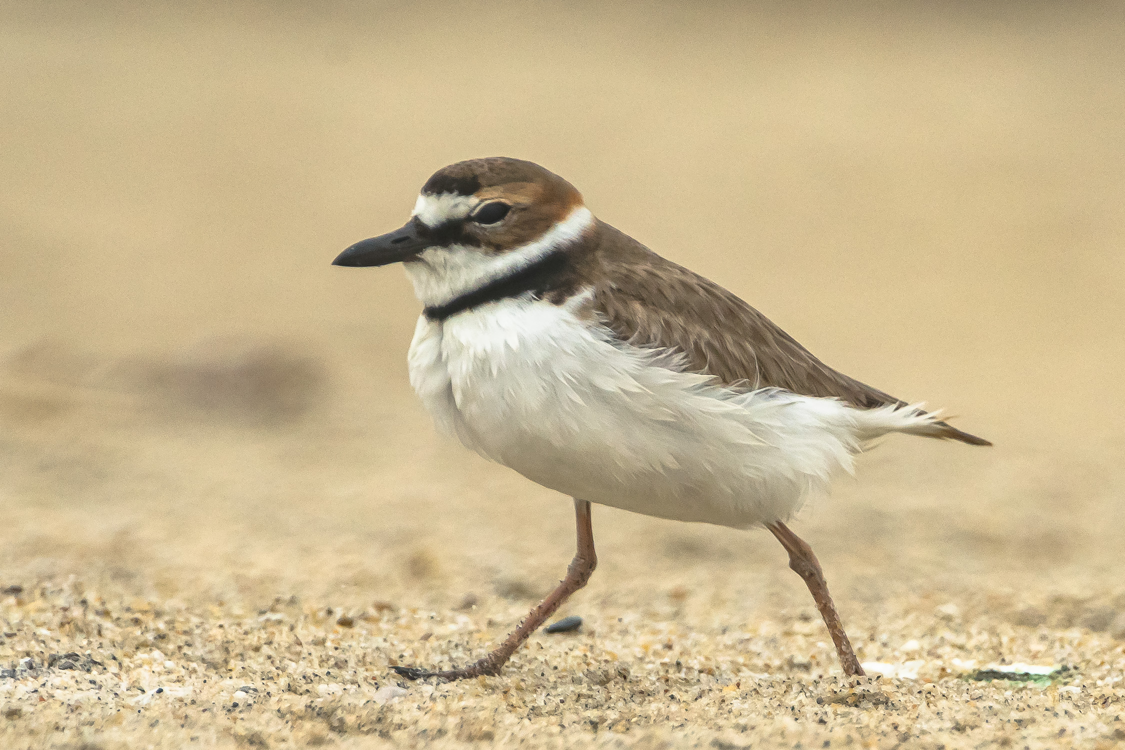 Wilson's Plover walking on the beach.