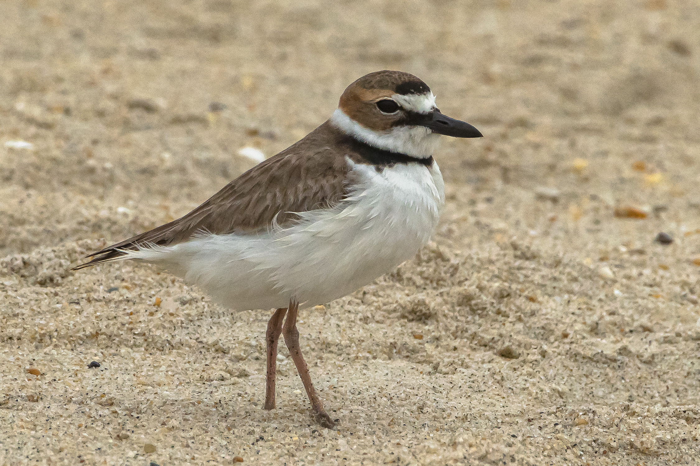 Wilson's Plover wishing up farewell.