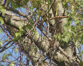 Tangled north side of tree