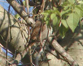 Bird hiding behind leaves