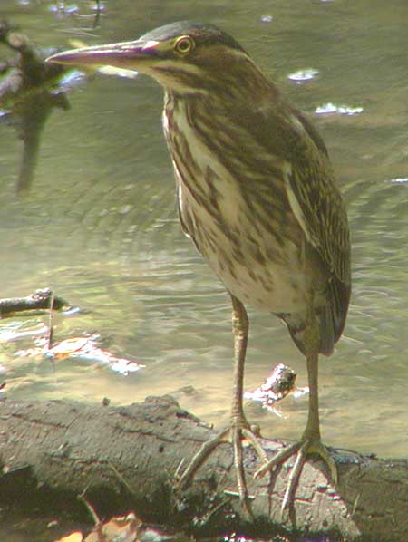 greenheron.jpg