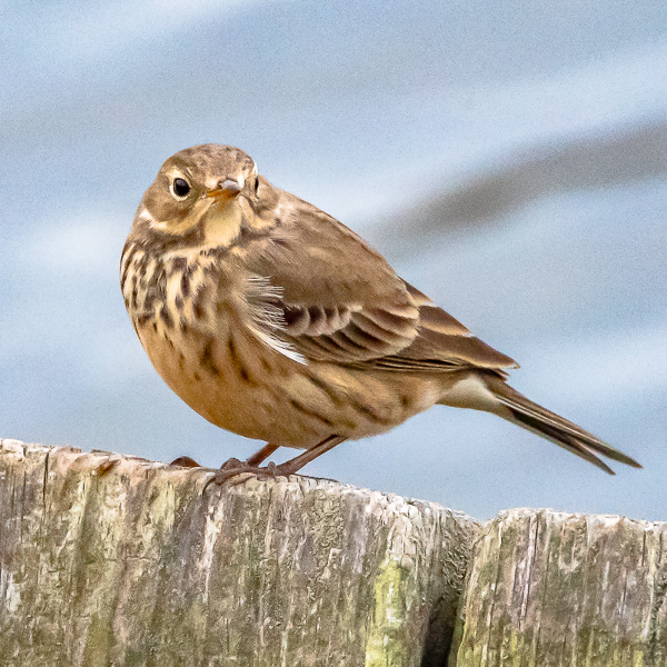 American Pipit.